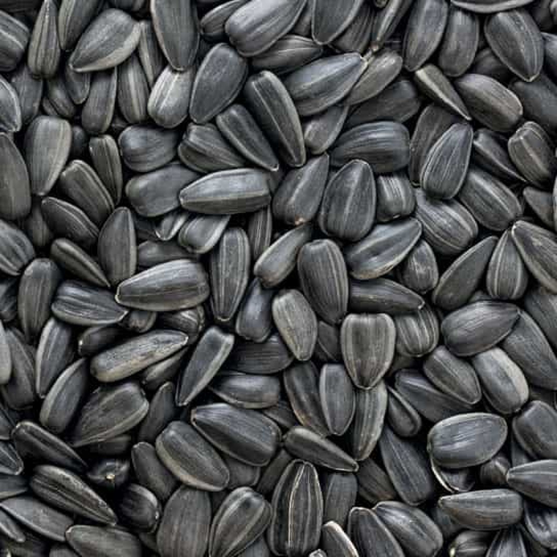 Sunflower Seeds