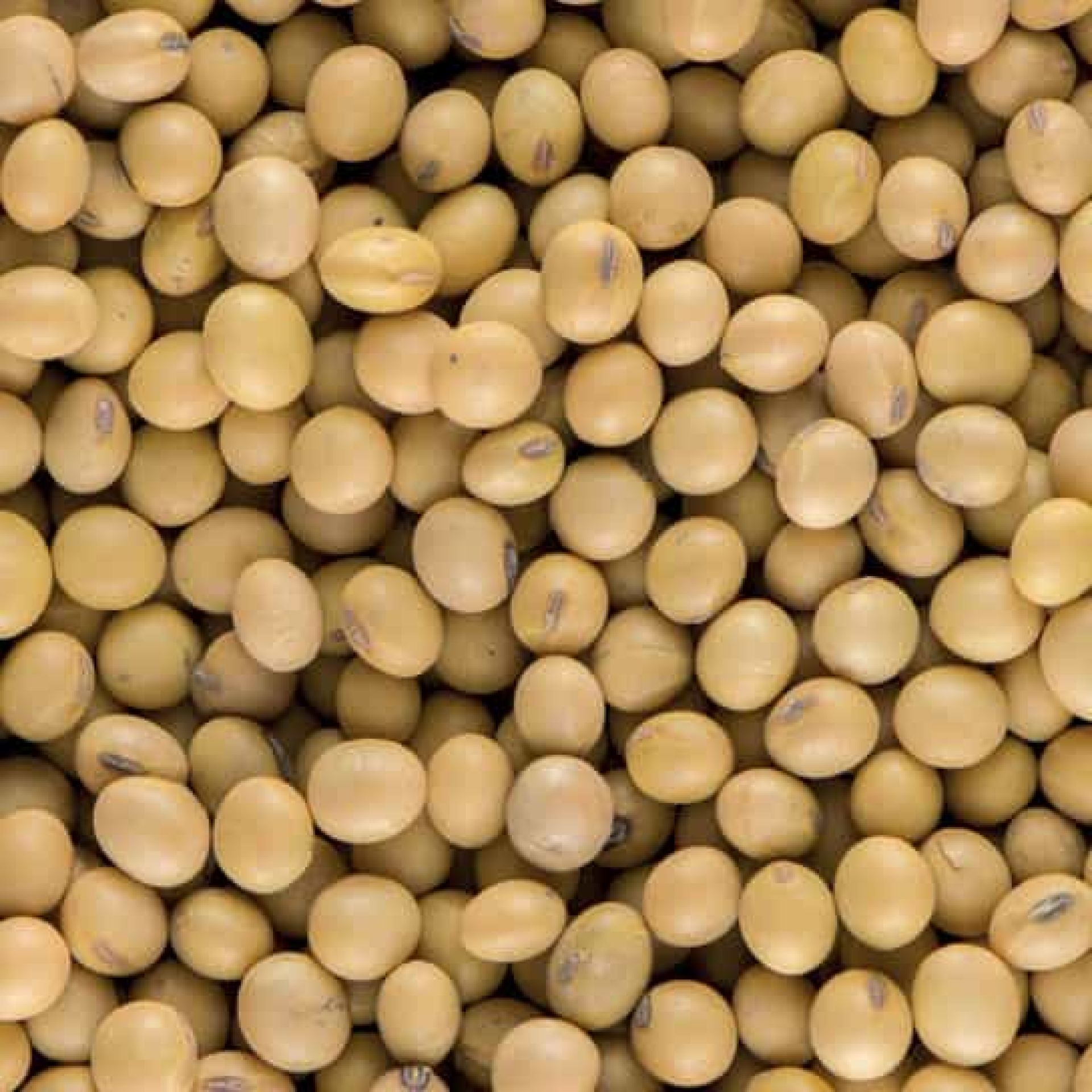 Soybean