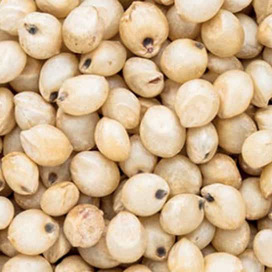 soybean